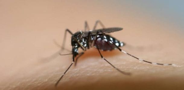 Virus Zika: sale l'allarme dopo i casi in Italia. Come comportarsi per evitare problemi