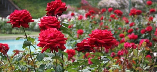 Rose, il fiore più romantico che ci sia. Consigli su annaffiatura, trapianto e potatura