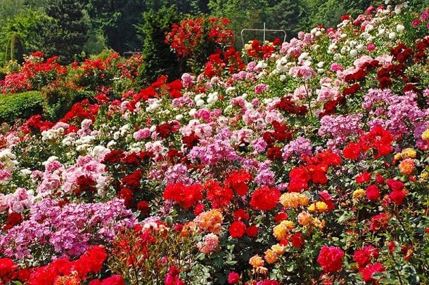 Rose, il fiore più romantico che ci sia. Consigli su annaffiatura, trapianto e potatura