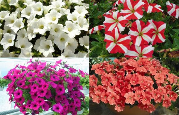 Petunie in ogni stagione: chiedono solo acqua, in cambio danno fiori tutto l’anno