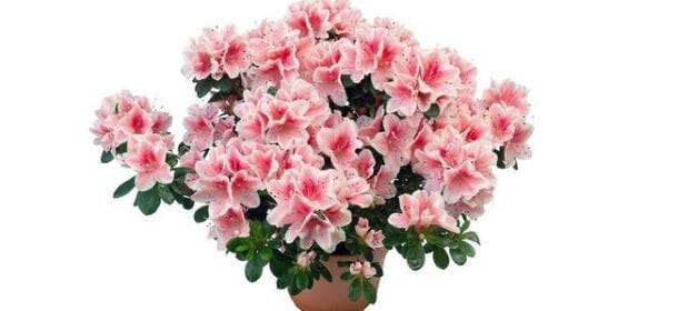 Azalea, il fiore per la festa della mamma. Come prendersene cura