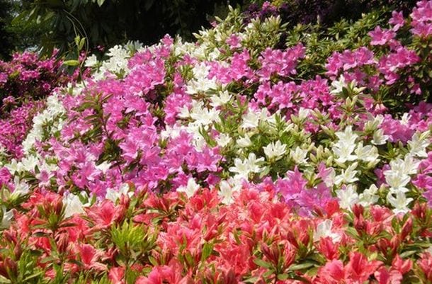 Azalea, il fiore per la festa della mamma. Come prendersene cura