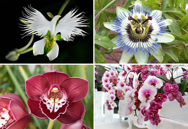 Orchidea: come prendersene cura e indurre nuovi fiori