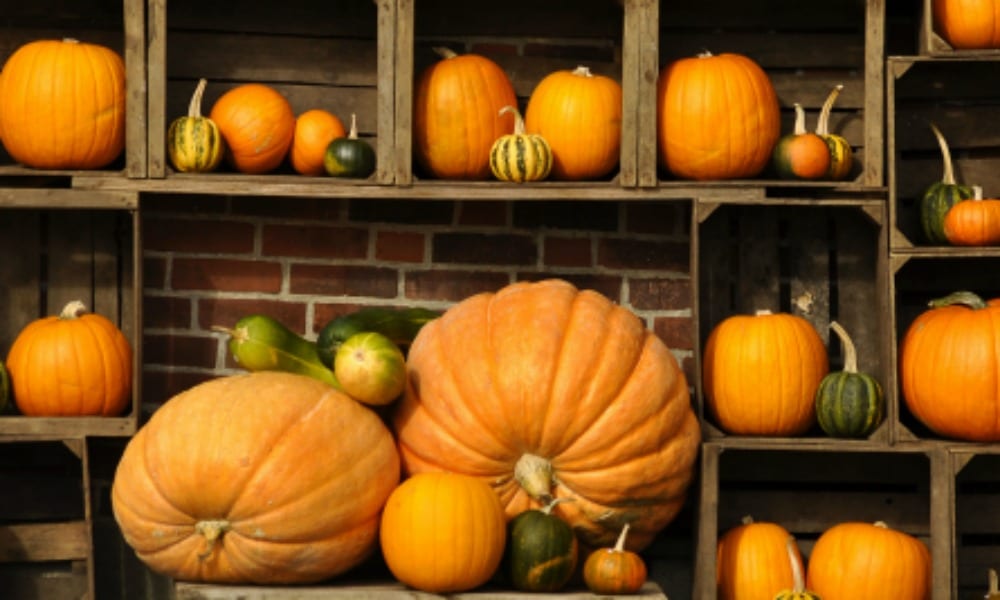 Le virtù della zucca, gustosa e salutare…non solo ad Halloween!