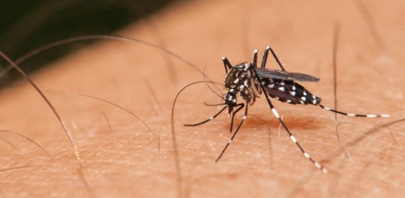 Zika ko: è stato trovato l'anticorpo che blocca il virus
