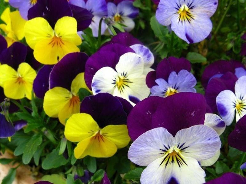 Dai vasi alla pentola: 5 fiori anti-age che vale la pena coltivare