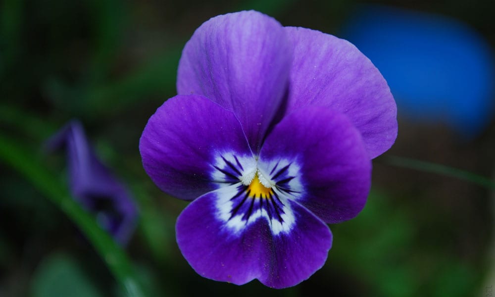 La violetta resiste all'inverno: consigli per prolungarne la fioritura