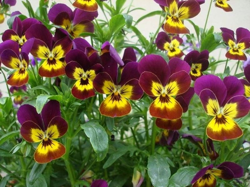 La violetta resiste all'inverno: consigli per prolungarne la fioritura