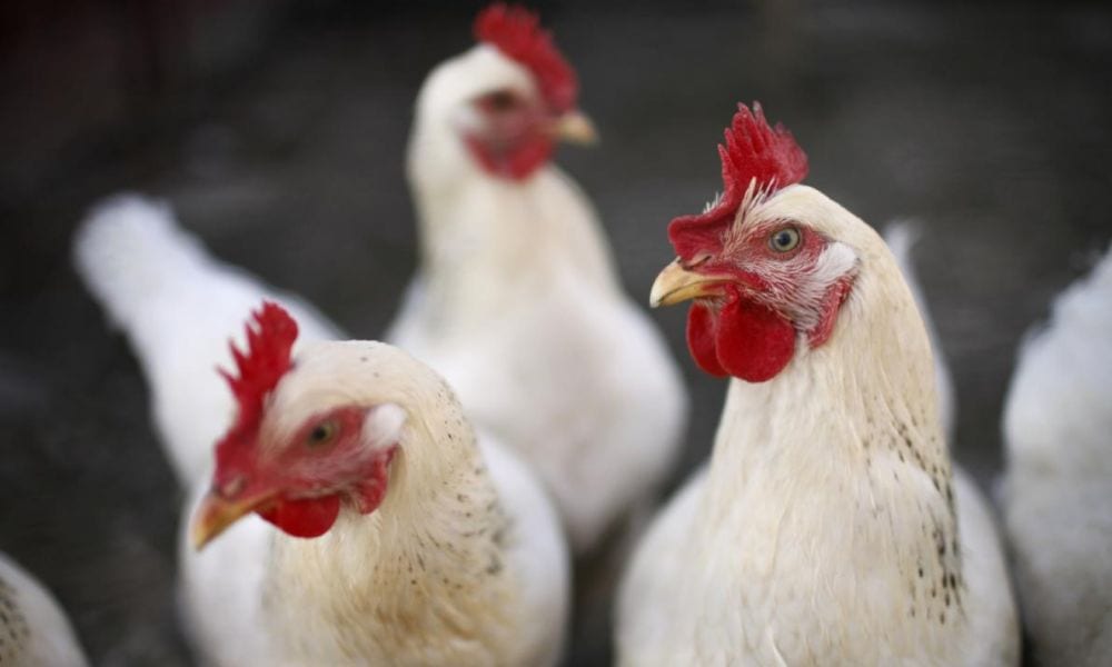 Allarme in Italia, l'aviaria è tornata: rischio epidemia per 20mila tacchini