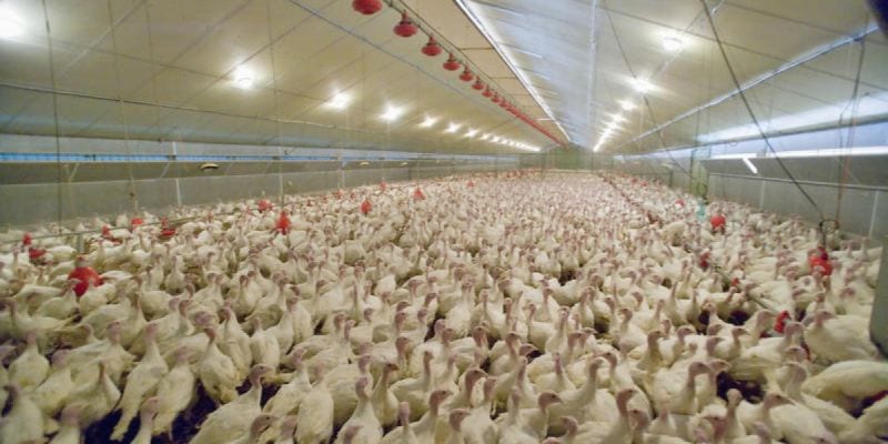 Allarme in Italia, l'aviaria è tornata: rischio epidemia per 20mila tacchini