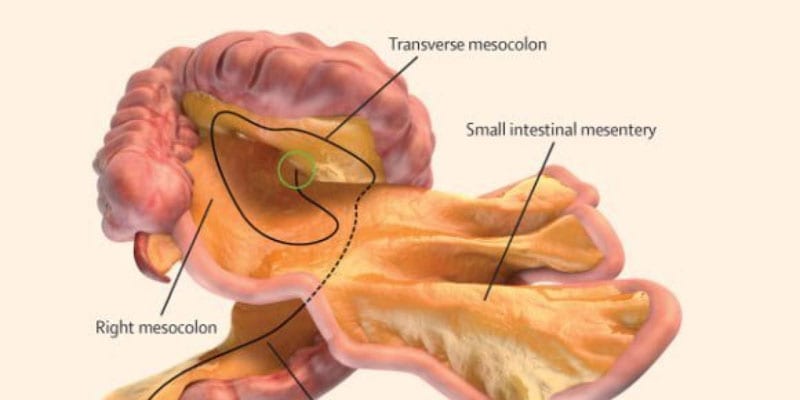 Abbiamo un nuovo organo: si chiama "mesentere", ma a che serve?