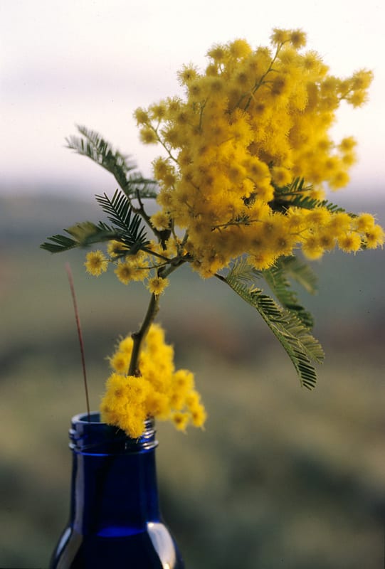 Mimosa: come prendersene cura per la Festa della Donna e oltre