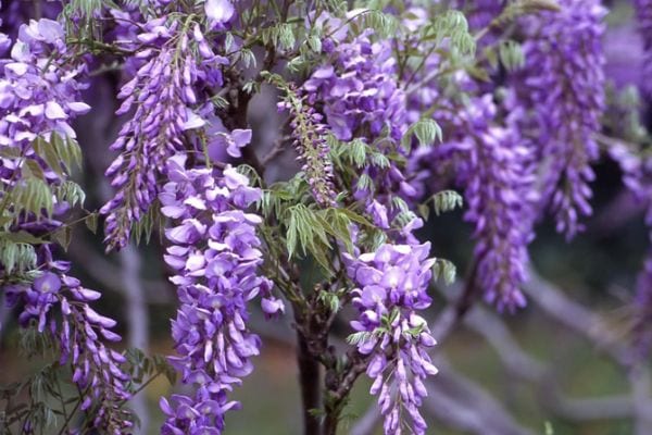 Glicine: tecnica della talea per una cascata di fiori sempre più ricca