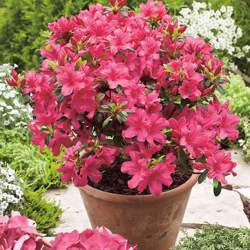 Azalea in regalo? Consigli sul rinvaso per ottenere foglie e fiori rigogliosi