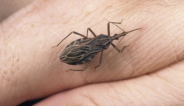 Triatoma Infestans: attenzione a questo insetto in casa