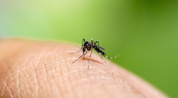 Viene punta da una zanzara: le amputano i piedi e un braccio