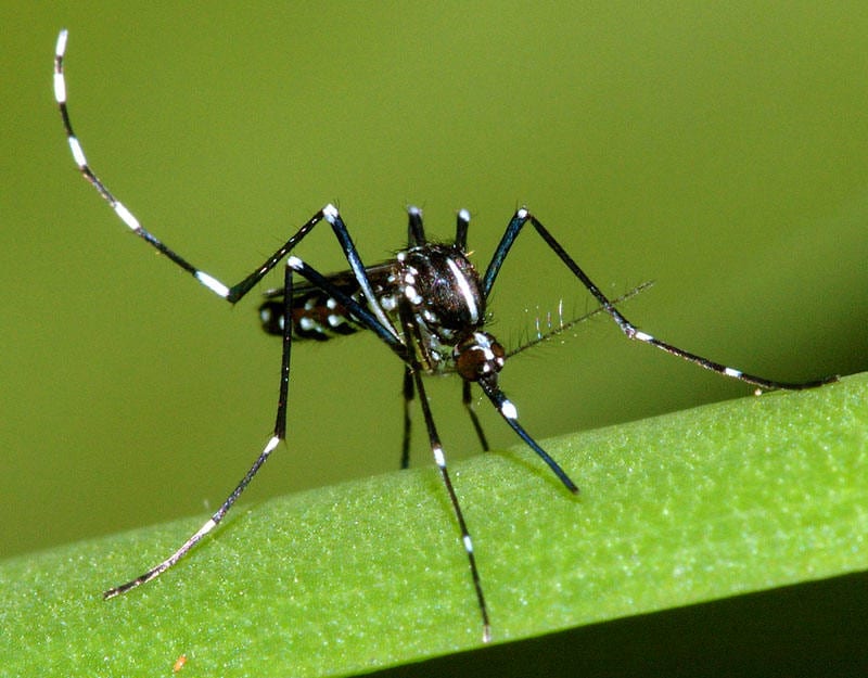 Torna il pericolo di Chikungunya in Italia: cos'è e quali sono i rischi