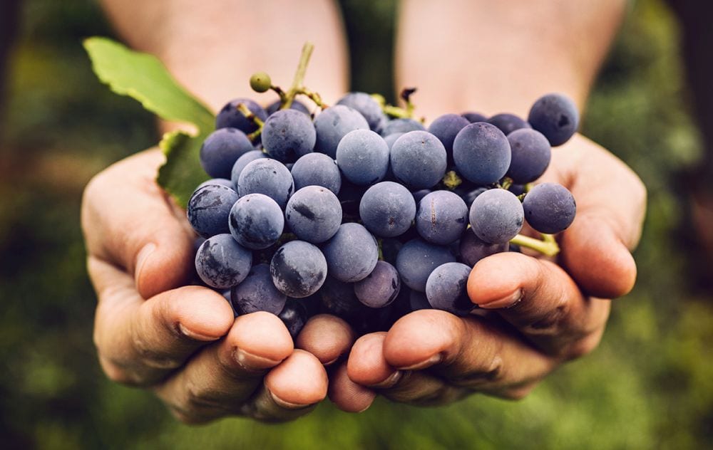Dieta dell’uva: effetto detox, via la pancia e pelle più luminosa