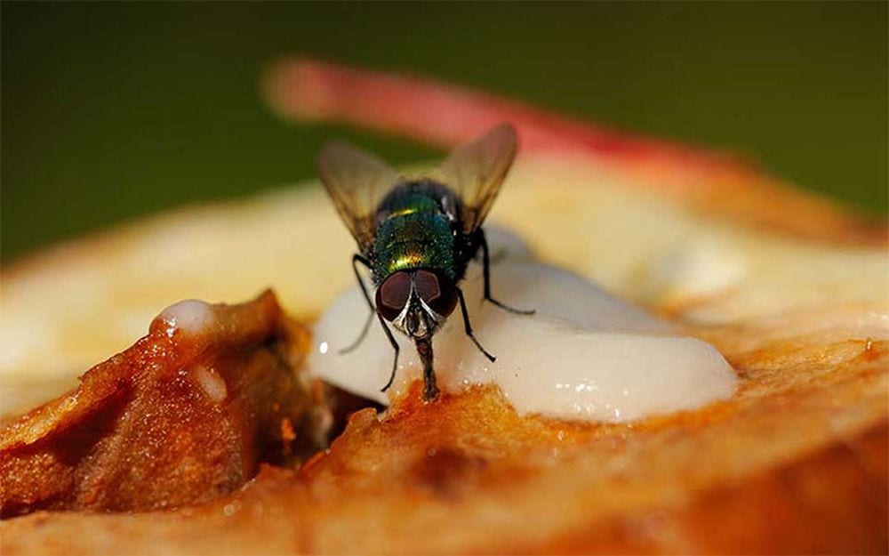 Una mosca sul cibo? Ecco perché è decisamente meglio non mangiarlo