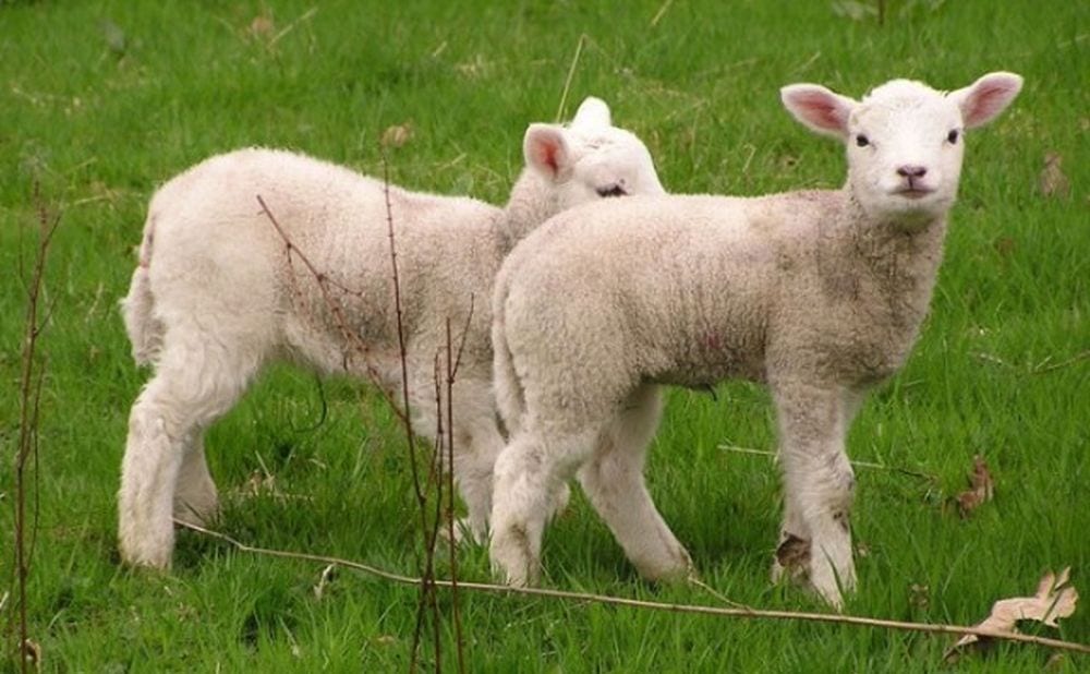 Pasqua vegan: la ricetta di un secondo che salva un agnello