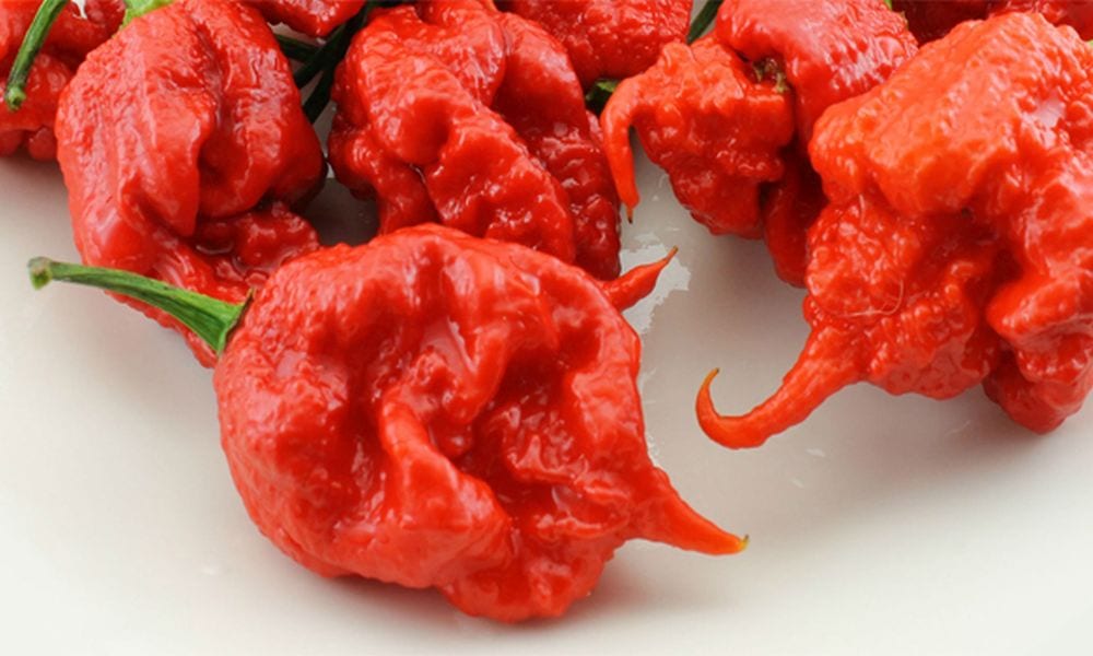 Mangia il peperoncino più piccante del mondo: le conseguenze infernali