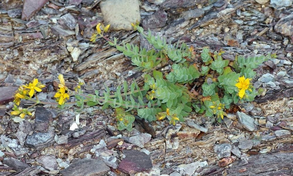 Hypericum scruglii: dalla Sardegna una pianta contro l'hiv. Funziona?