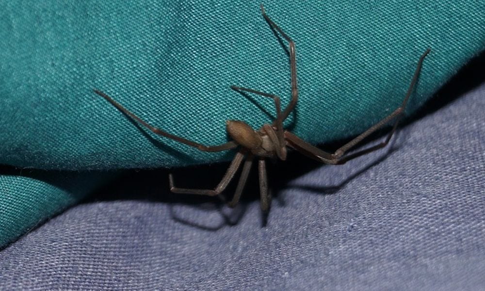 Psicosi da ragno violino: ma è davvero pericoloso o no?