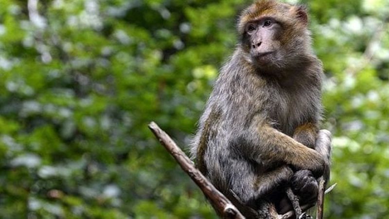 Allarme vaiolo delle scimmie: cos'è il virus che terrorizza l'Europa