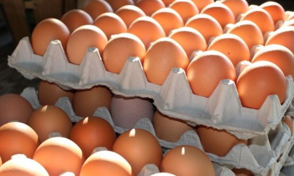 Salmonella nelle uova fresche: quali sono i lotti contaminati