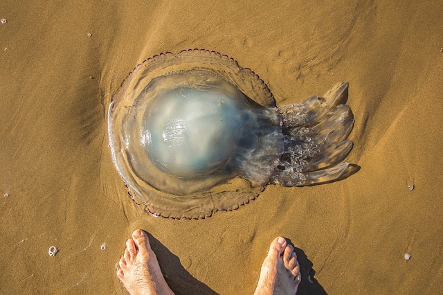 Puntura medusa: rimedi naturali e cose da non fare assolutamente