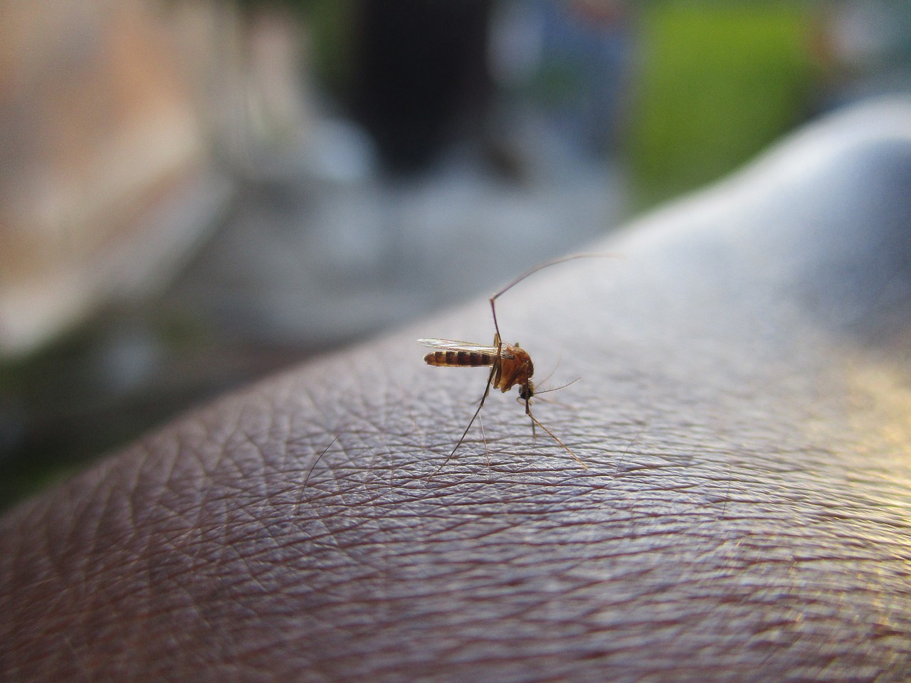 Zanzare rimedi naturali