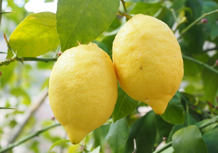 come far crescere una pianta di limone