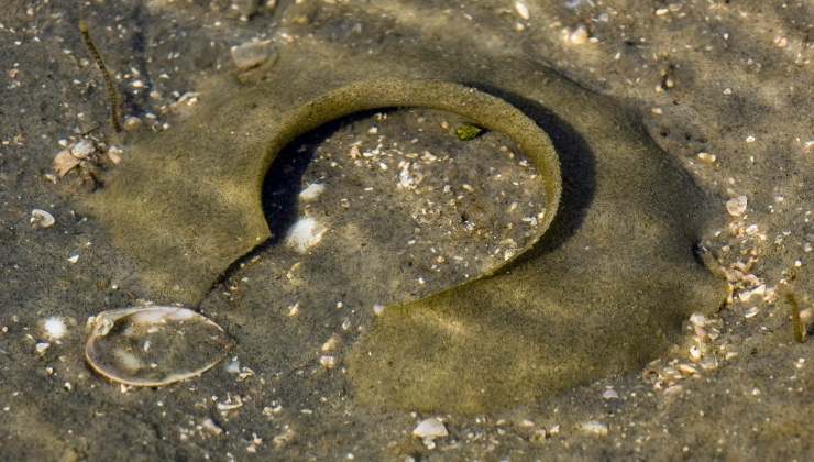 Oggetto in spiaggia da non toccare