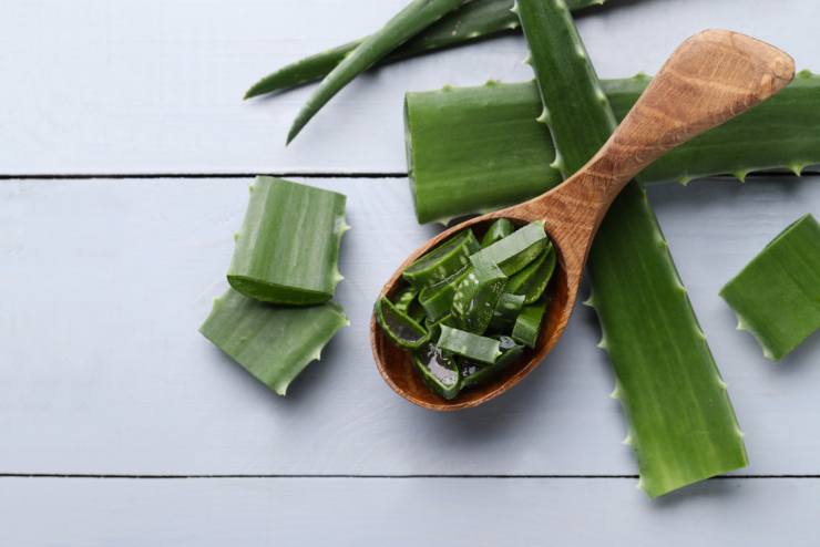 Migliori prodotti con aloe vera benefici