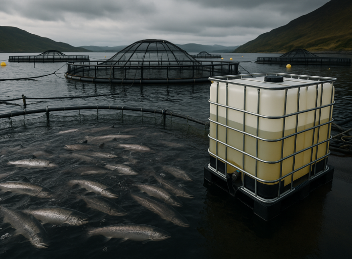 Allevamenti di salmone in Scozia: 48 tonnellate di formaldeide versate nei loch nel 2025
