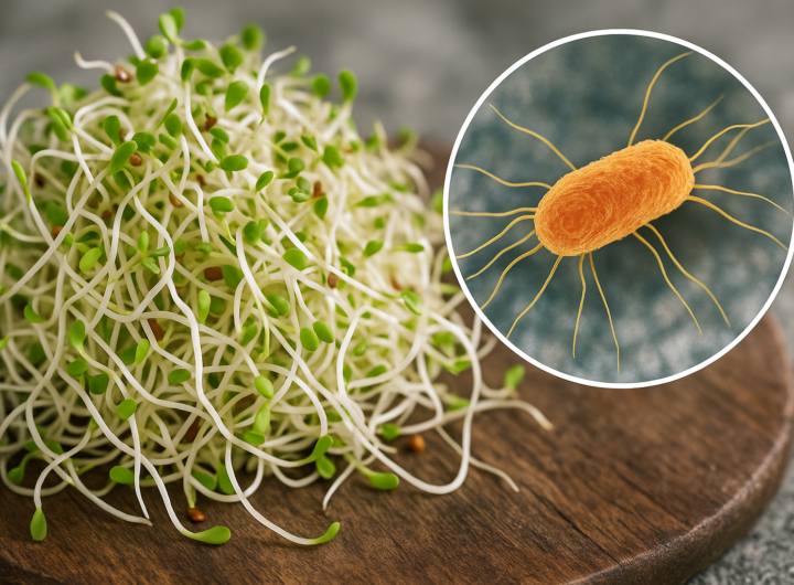 Salmonella nei germogli: nuovo focolaio europeo colpisce oltre 100 persone nel 2026